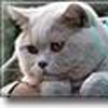 Anahata - British Shorthair Cattery