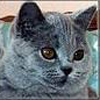 Anahata - British Shorthair Cattery
