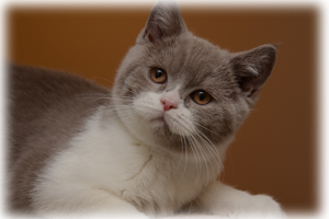 Anahata - British Shorthair Cattery and British Shorthair Kittens