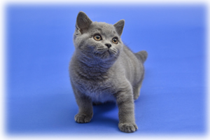 Anahata - British Shorthair Cattery and British Shorthair Kittens