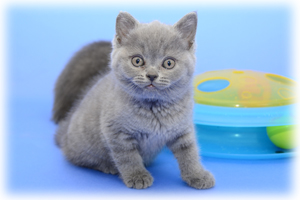 Anahata - British Shorthair Cattery and British Shorthair Kittens