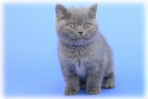 Anahata - British Shorthair Cattery and British Shorthair Kittens