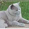 Anahata - British Shorthair Cattery