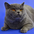 Anahata - British Shorthair Cattery