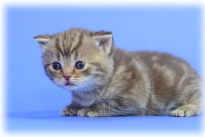 Anahata - British Shorthair Cattery and British Shorthair Kittens