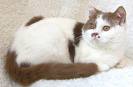 Anahata - British Shorthair Cattery
