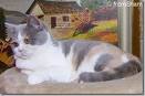 Anahata - British Shorthair Cattery