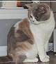 Anahata - British Shorthair Cattery